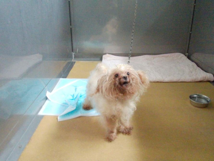犬1