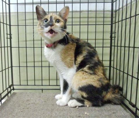 保護猫1