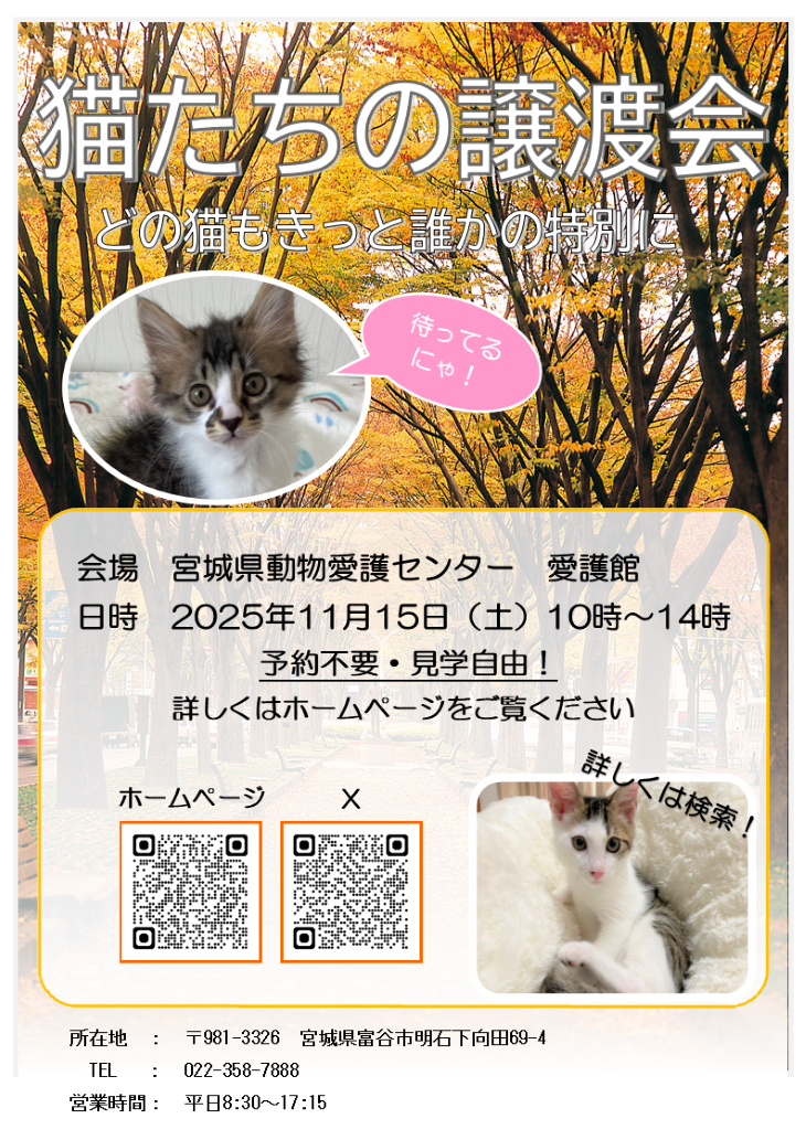 猫の譲渡会（11月）