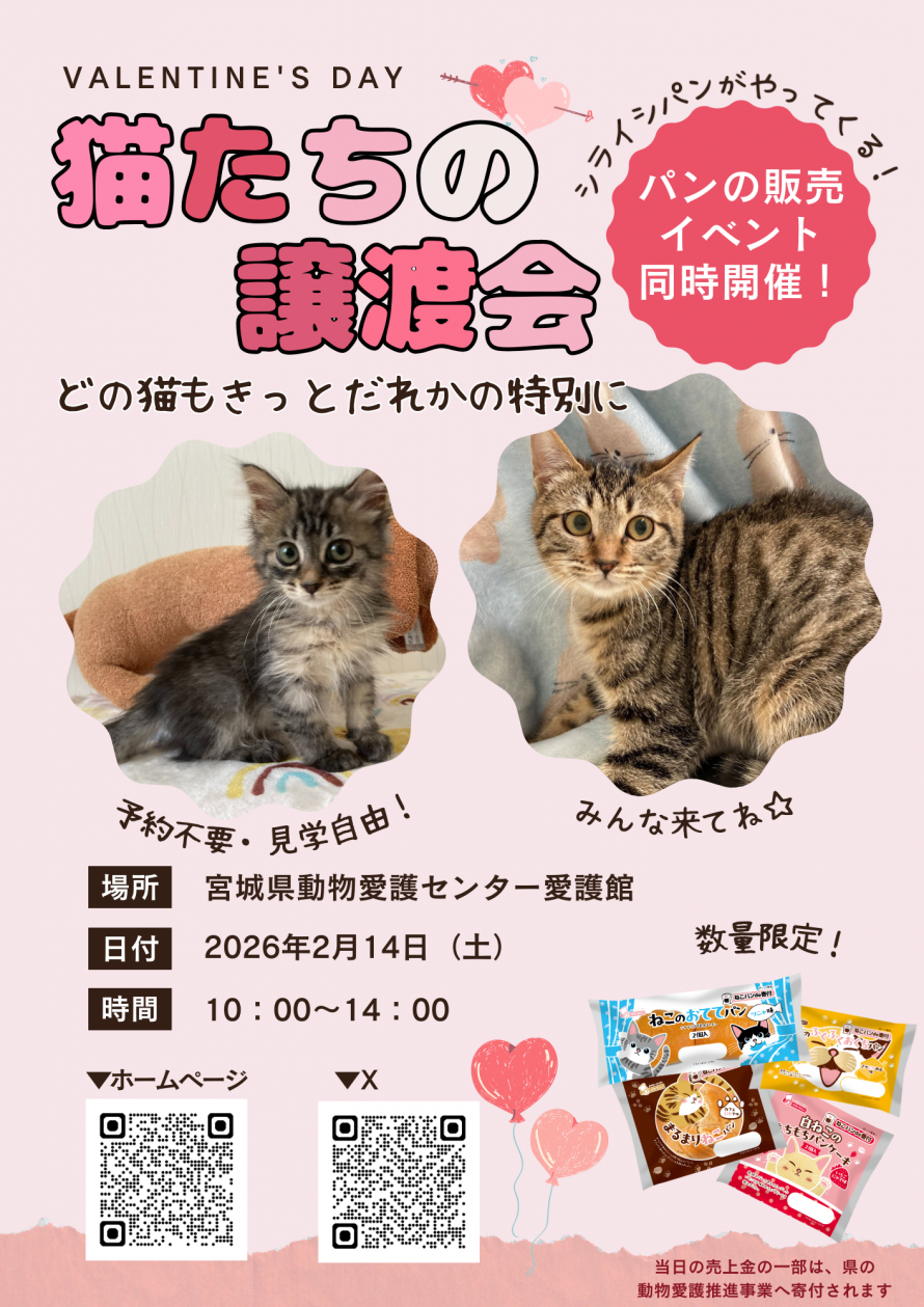 猫の譲渡会（2月）