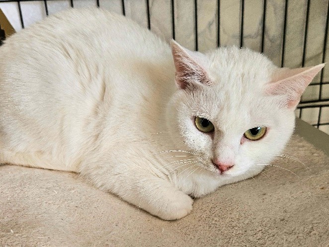 チャリ子（えるか）