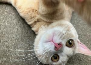 ミラ