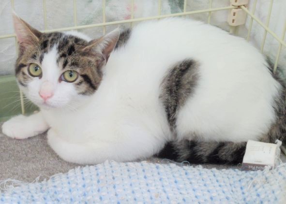 maru1