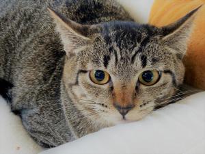 うすしお