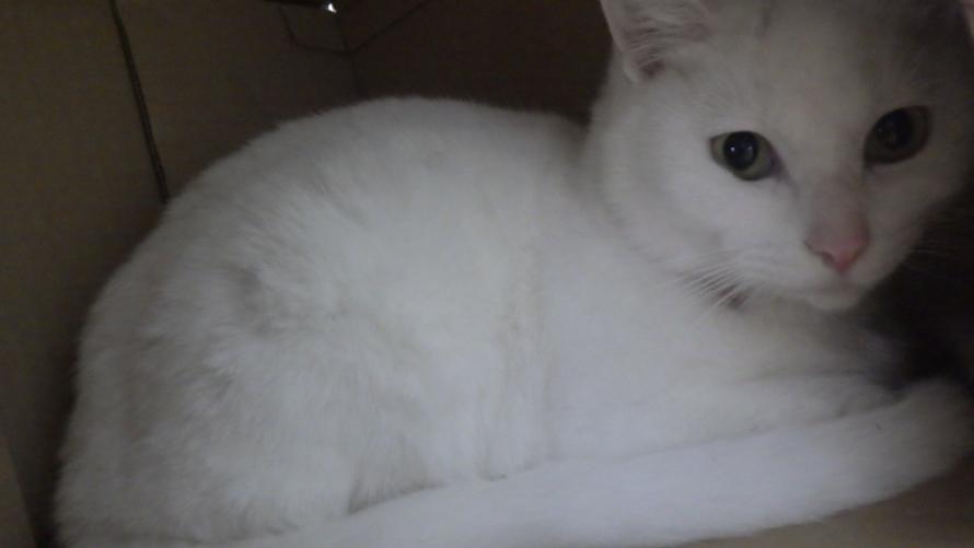 しろねこだんぼーる