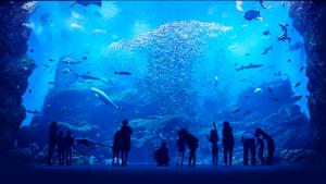 東北最大級！「仙台うみの杜水族館」