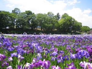 東北随一百花繚乱「多賀城跡あやめ園」