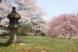 隠れた桜の名所「六月坂地区」