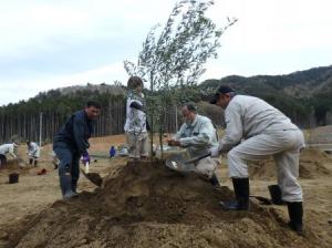 参加者によるオリーブ定植作業の様子