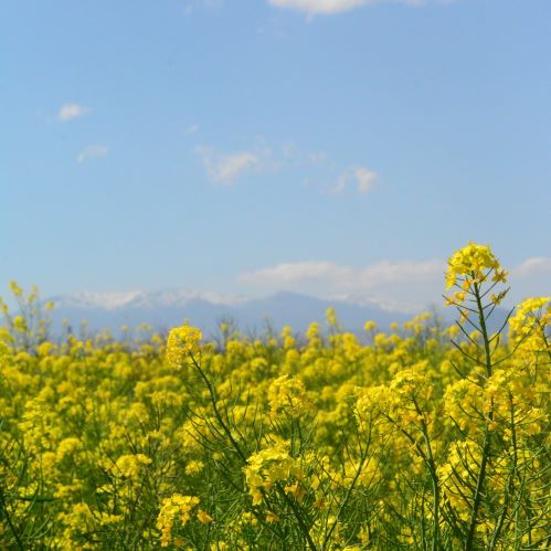 かくだ菜の花まつり