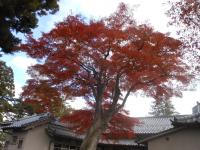 庭園(秋)2