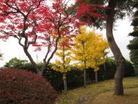 庭園(秋)9