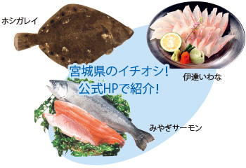 宮城県のイチオシ!公式HPで紹介!ホシガレイ、伊達いわな、みやぎサーモンの写真