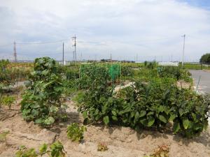 仙台市市民農園(せんだい農業園芸センター)風景2
